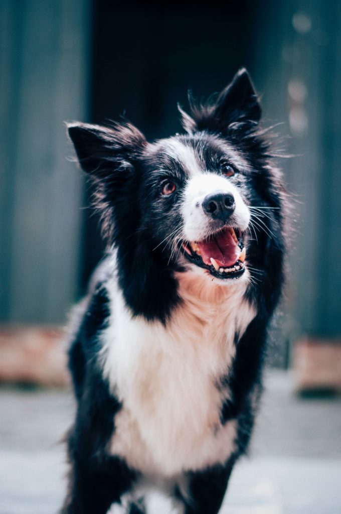 baptist standaert mx0DEnfYxic unsplash 680x1024